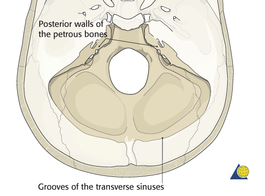 Petrous bone