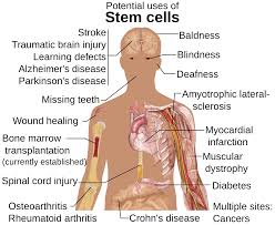 The benefits of stem cell research